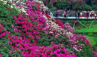 中长跑训练计划